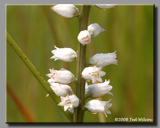 Colicroot / White Stargrass (Aletris farinosa)