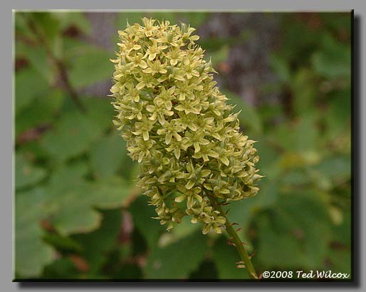 Fly Poison (Amianthium muscitoxicum)