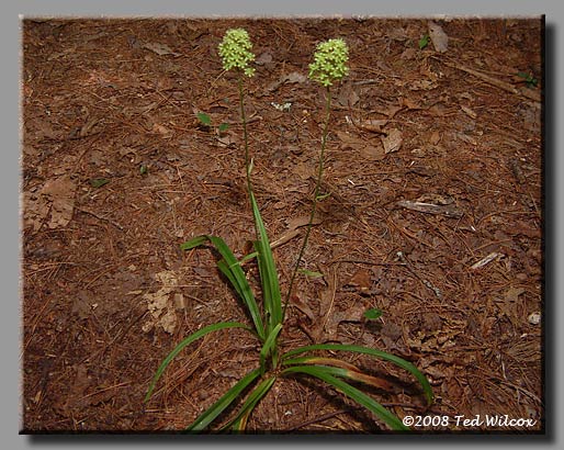Fly Poison (Amianthium muscitoxicum)