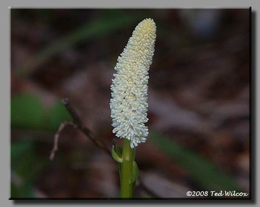 Fairy Wand / Devil's Bit (Chamaelirium luteum)
