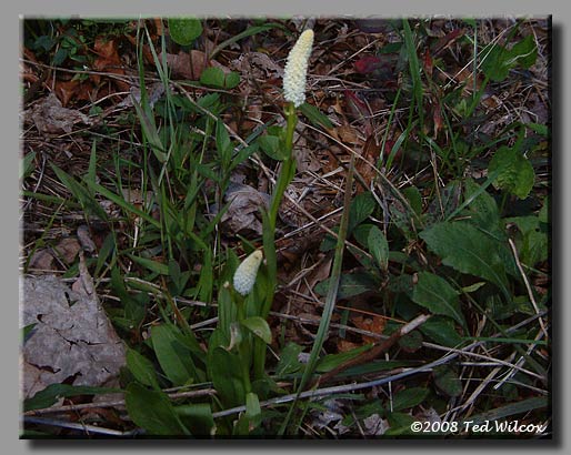 Fairy Wand / Devil's Bit(Chamaelirium luteum)