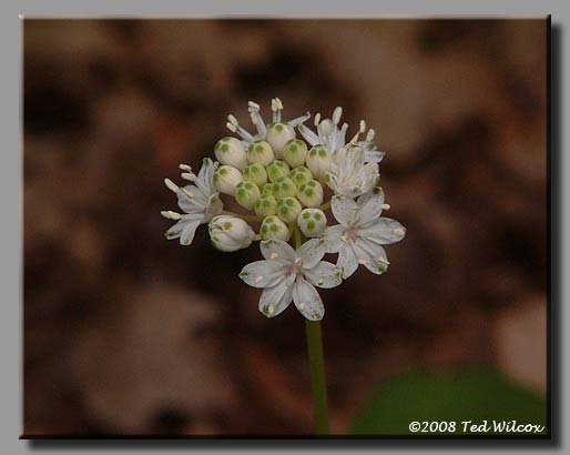 Speckled Wood Lily / White Clintonia (Clintonia umbellulata)