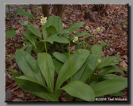 Speckled Wood Lily / White Clintonia (Clintonia umbellulata)