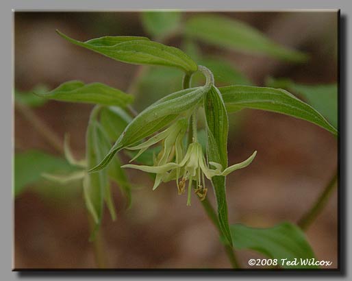 Yellow Mandarin / Fairybells (Disporum lanuginosum)