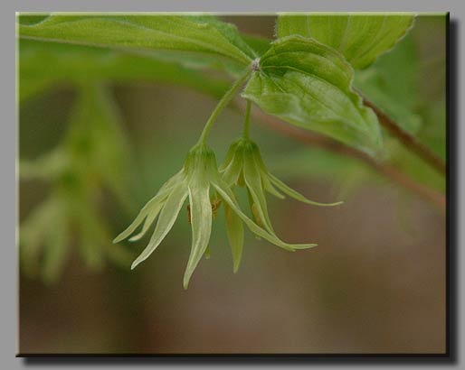 Yellow Mandarin / Fairybells (Disporum lanuginosum)