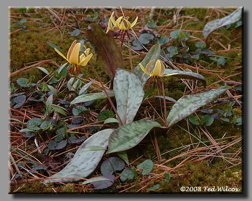Yellow Trout Lily (Erythronium americanum)