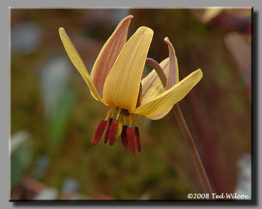 Yellow Trout Lily (Erythronium americanum)