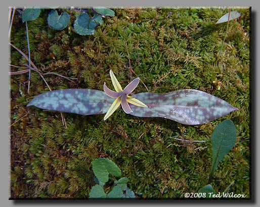 Yellow Trout Lily (Erythronium americanum)