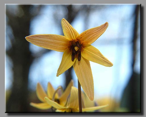 Yellow Trout Lily (Erythronium americanum)