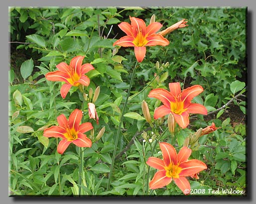 Common Daylily / Orange Daylily (Hemerocallis fulva)