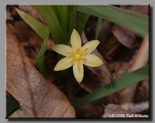 Yellow Stargrass (Hypoxis hirsuta)