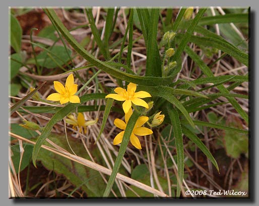 Yellow Stargrass (Hypoxis hirsuta)