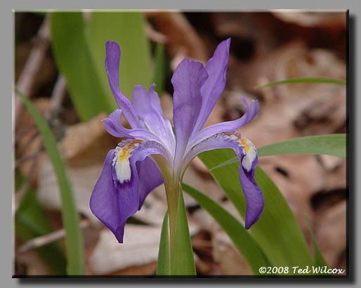 Dwarf Crested Iris (Iris cristata)