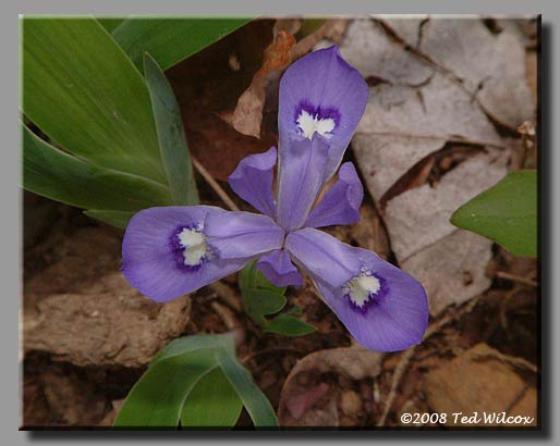 Dwarf Crested Iris (Iris cristata)