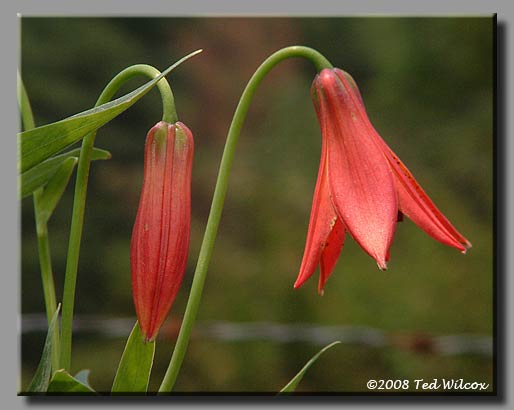 Gray's Lily (Lilium grayi)