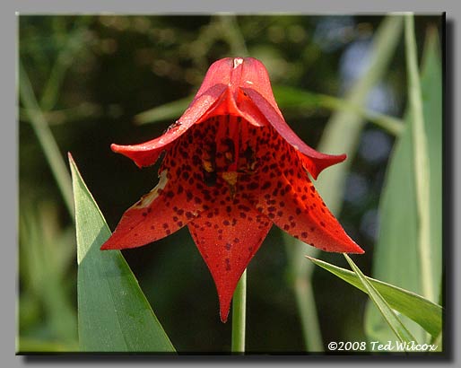 Gray's Lily (Lilium grayi)