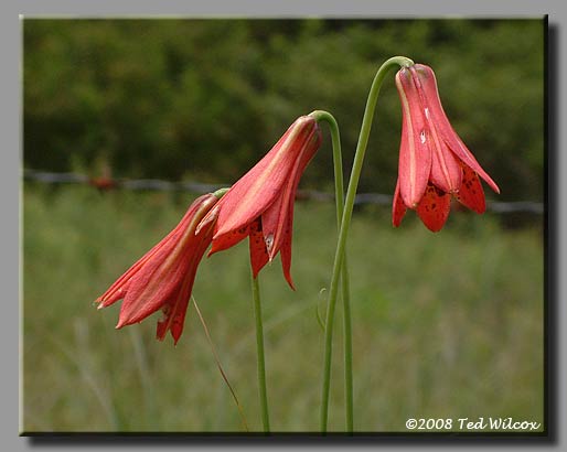 Gray's Lily (Lilium grayi)