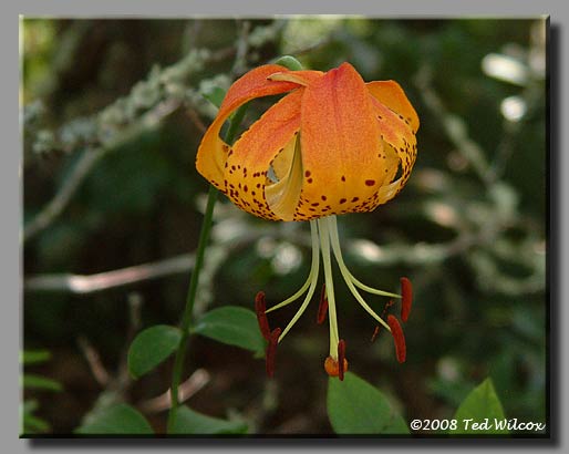 Carolina Lily (Lilium michauxii)