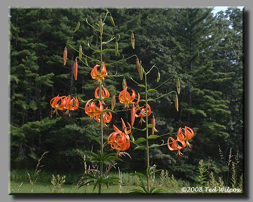 Turk's-Cap Lily (Lilium superbum)
