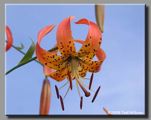Turk's-Cap Lily (Lilium superbum)