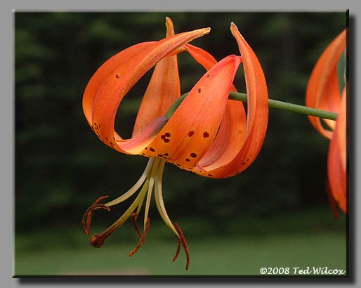 Turk's-Cap Lily (Lilium superbum)