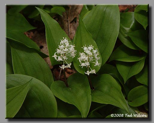 Canada Mayflower (Maianthemum canadense)