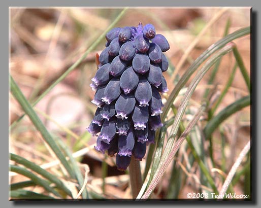 Bluebottle (Muscari neglectum)