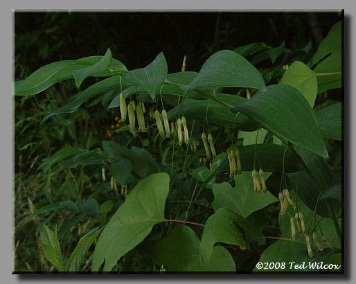 Smooth Solomon's Seal (Polygonatum biflorum)