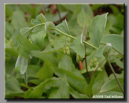 Hairy Solomon's Seal (Polygonatum pubescens)