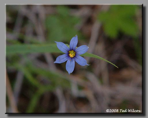 Blue-Eyed Grass (Sisyrinchium angustifolium)