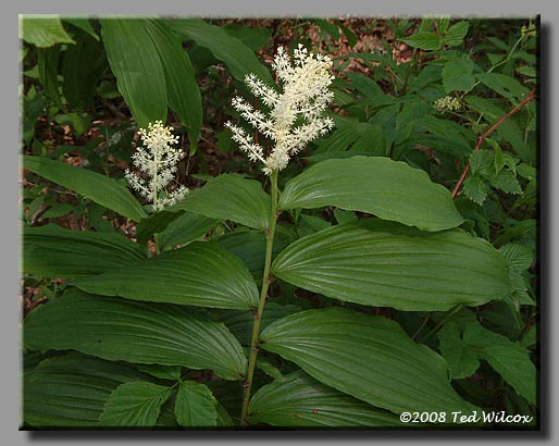 Solomon's Plume / False Solomon's Seal (Smilacina racemosa)