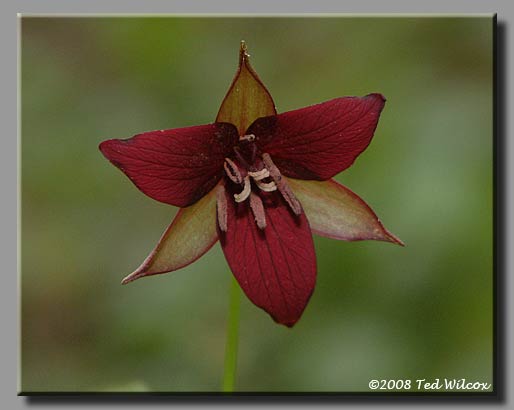 Red Trillium / Stinking Benjamin (Trillium erectum)
