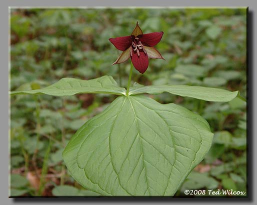 Red Trillium / Stinking Benjamin (Trillium erectum)