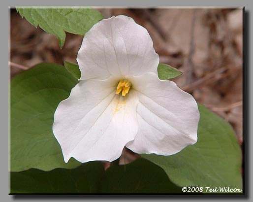 Large-Flowered Trillium (Trillium grandiflorum)