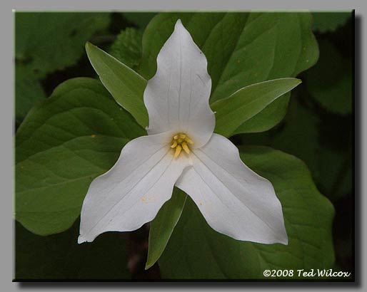 Large-Flowered Trillium (Trillium grandiflorum)