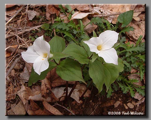 Large-Flowered Trillium (Trillium grandiflorum)