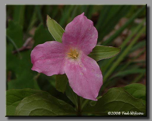 Large-Flowered Trillium (Trillium grandiflorum)