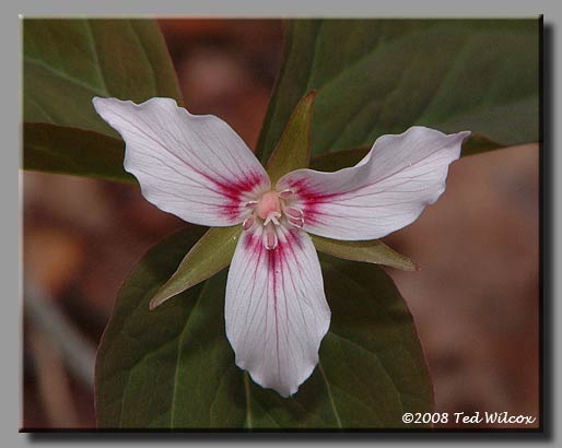 Painted Trillium (Trillium undulatum)
