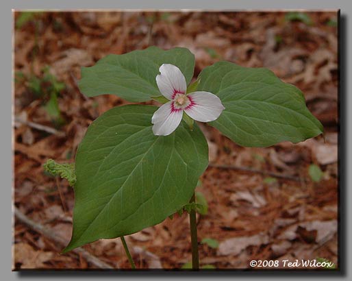 Painted Trillium (Trillium undulatum)