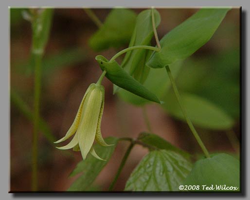 Perfoliate Bellwort (Uvularia perfoliata)