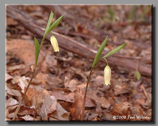 Wild Oats / Sessileleaf Bellwort (Uvularia sessilifolia)