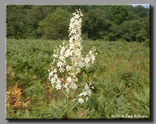 Death Camas (Zigadenus leimanthoides)