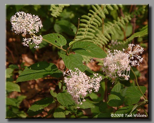 New Jersey Tea (Ceanothus americanus)