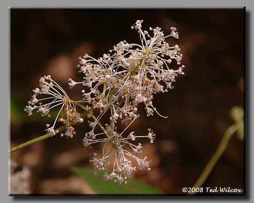 New Jersey Tea (Ceanothus americanus)