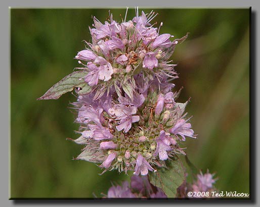 Downy Wood Mint (Blephilia ciliata)