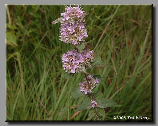 Downy Wood Mint (Blephilia ciliata)