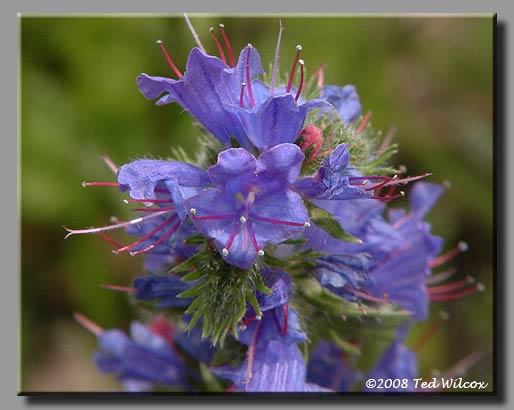 Viper's Bugloss (Echium vulgare)