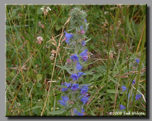 Viper's Bugloss (Echium vulgare)