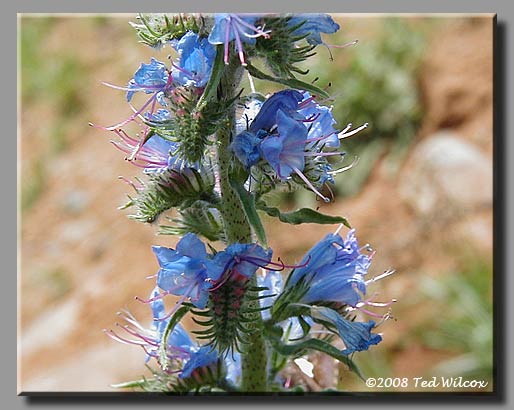 Viper's Bugloss (Echium vulgare)