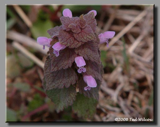 Purple Dead Nettle (Lamium purpureum)